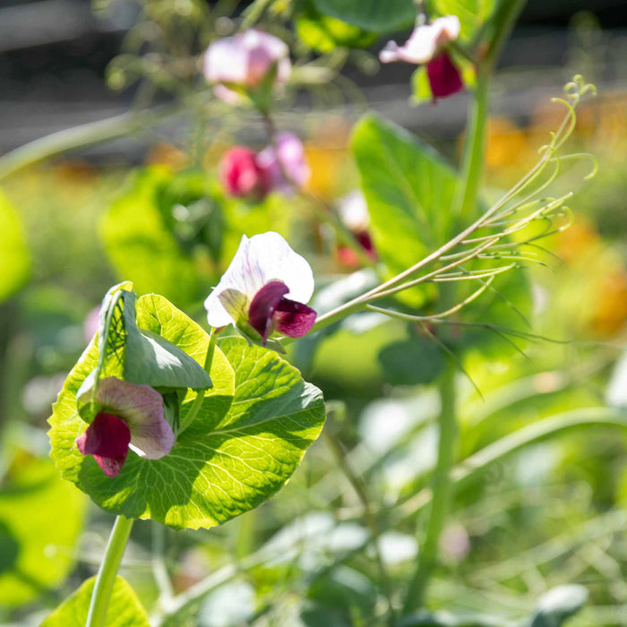 Sugar Snap Pea 'Purple Magnolia'