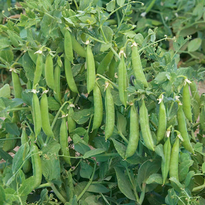 A cluster of green sugar snap pea pods attached to a pea plant.