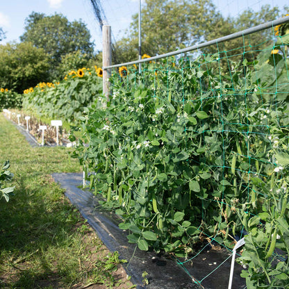 Sugar Snap Pea 'Sugar Force'