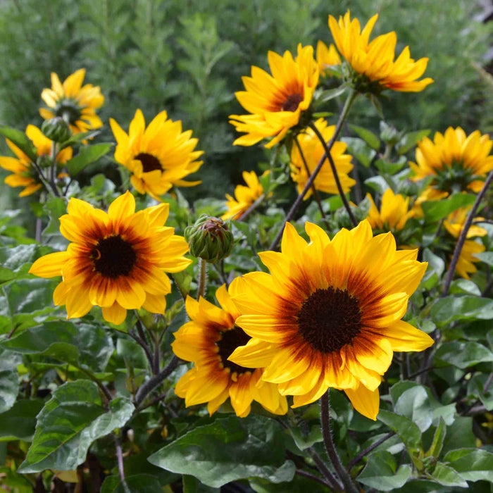 Sunflower 'Sunbelievable Brown Eyed Girl'