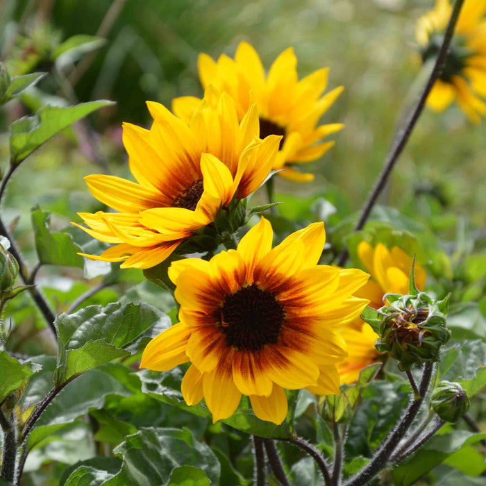Sunflower 'Sunbelievable Brown Eyed Girl'