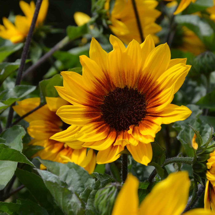 Sunflower 'Sunbelievable Brown Eyed Girl'