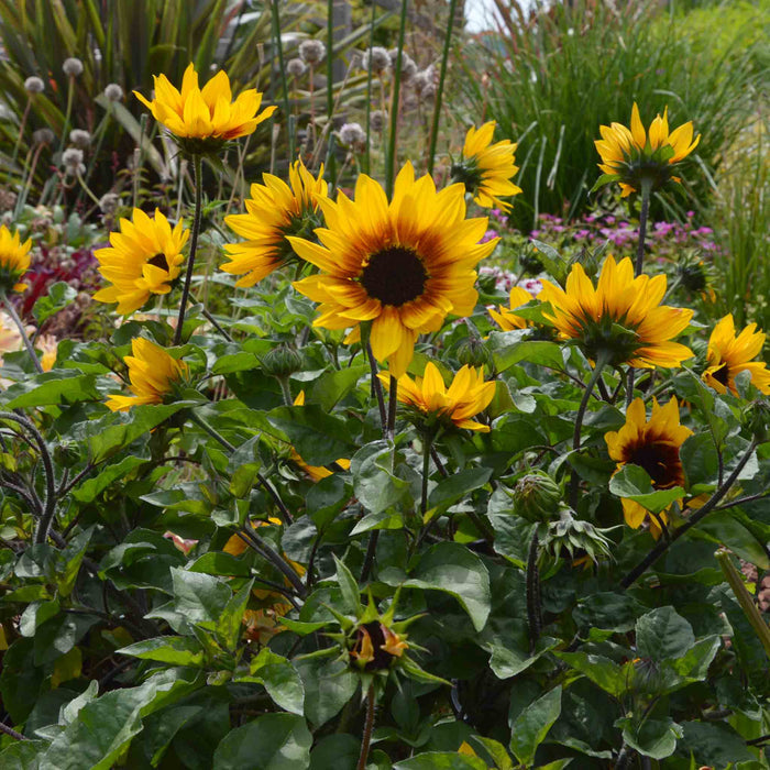 Sunflower 'Sunbelievable Brown Eyed Girl'