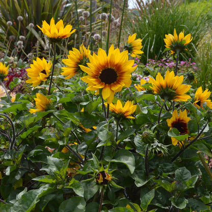 Sunflower 'Sunbelievable Brown Eyed Girl'