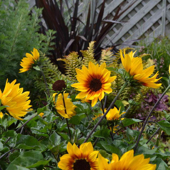 Sunflower 'Sunbelievable Brown Eyed Girl'