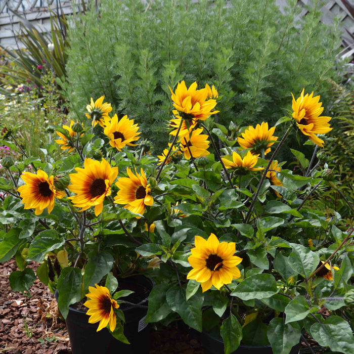 Sunflower 'Sunbelievable Brown Eyed Girl'