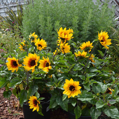 Sunflower 'Sunbelievable Brown Eyed Girl'