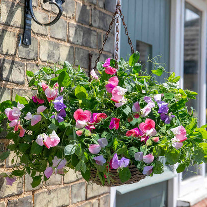 Sweet Pea 'Cupid Mix'
