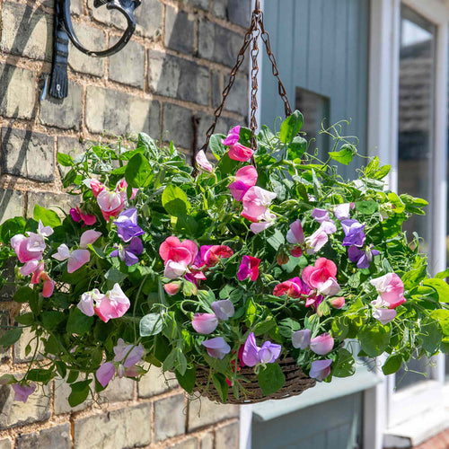 Sweet Pea 'Cupid Mix'