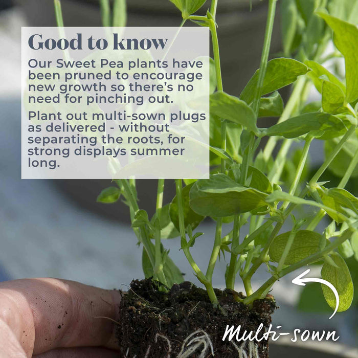 Sweet Pea 'Cupid Mix'