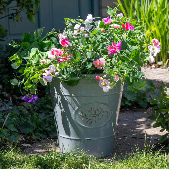 Sweet Pea 'Cupid Mix'