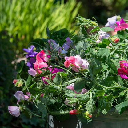 Sweet Pea 'Cupid Mix'
