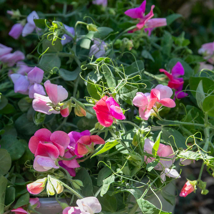 Sweet Pea 'Cupid Mix'