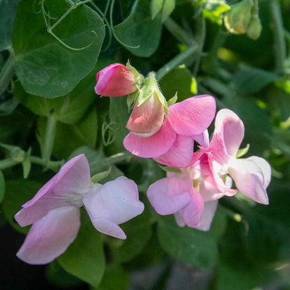 Sweet Pea 'Cupid Mix'