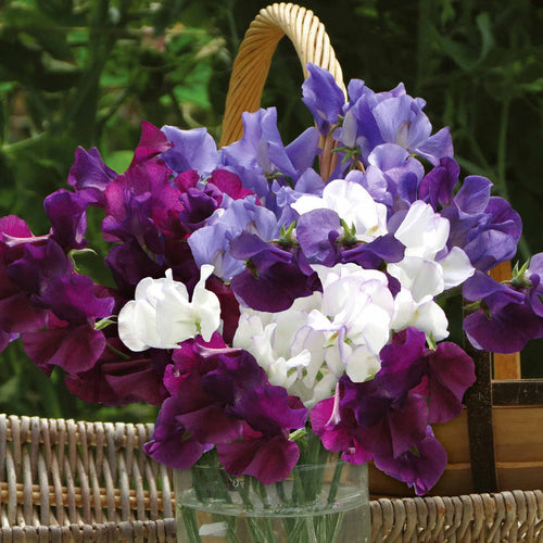 Sweet Pea 'Misty Mountains Mix'