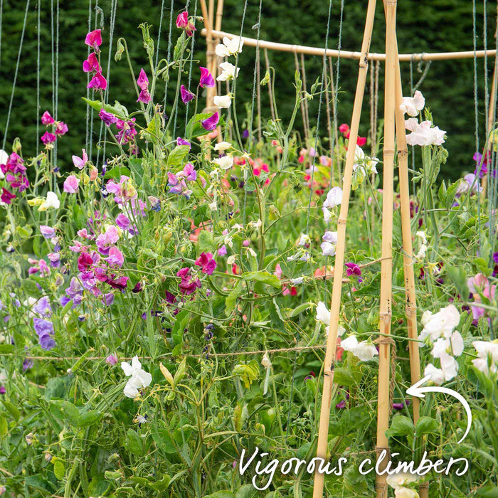Sweet Pea 'Misty Mountains Mix'