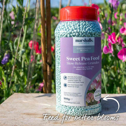 Sweet Pea 'Misty Mountains Mix'