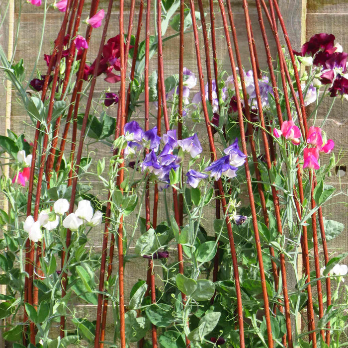 Sweet Pea 'Solway Mix'
