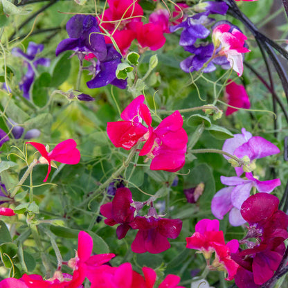 Sweet Pea 'Solway Mix'