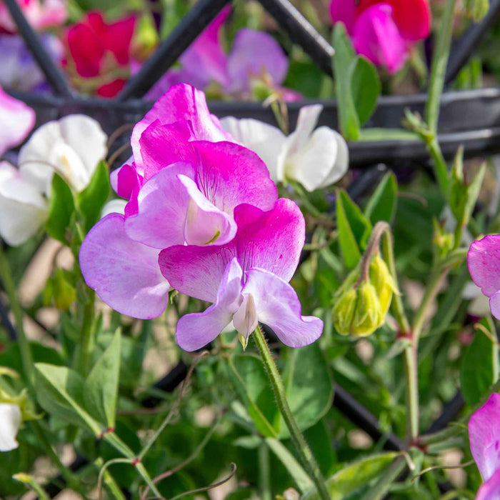 Sweet Pea 'Solway Mix'