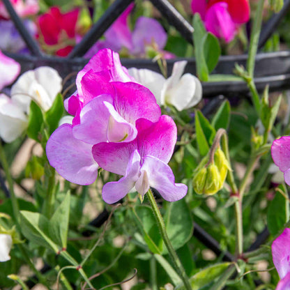 Sweet Pea 'Solway Mix'