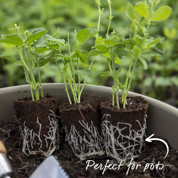 Sweet Pea 'Solway Mix'