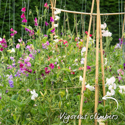 Sweet Pea 'Solway Mix'
