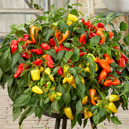 Colorful pepper plant with red, yellow, and orange peppers in a pot.