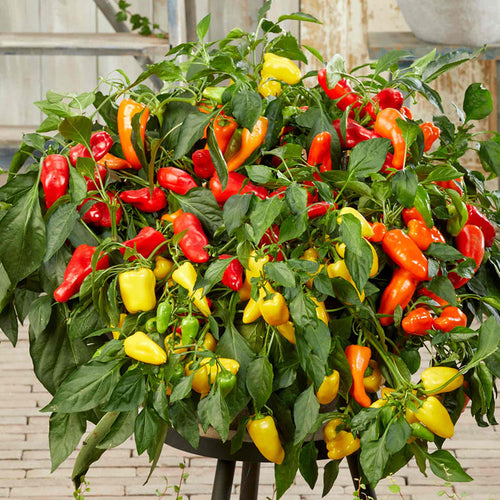 Colorful pepper plant with red, yellow, and orange peppers in a pot.