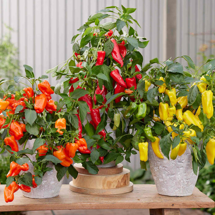 Pepper plants with red, orange, and yellow peppers in pots on a wooden table.