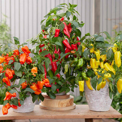 Pepper plants with red, orange, and yellow peppers in pots on a wooden table.