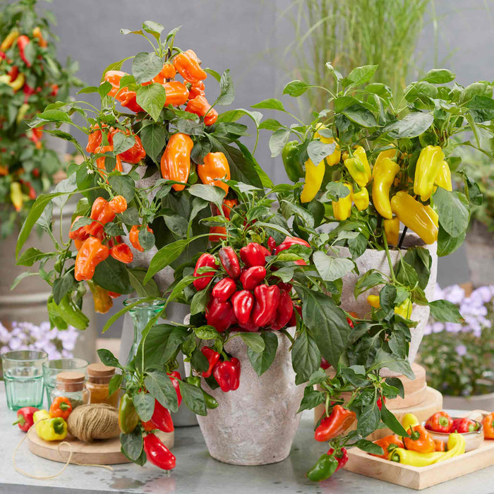 Pepper plants with red, orange, and yellow peppers in a garden setting.