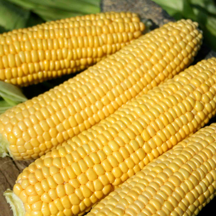 Sweetcorn 'Swift'