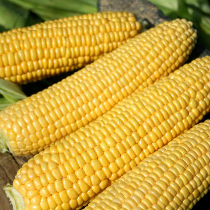 Sweetcorn 'Swift'