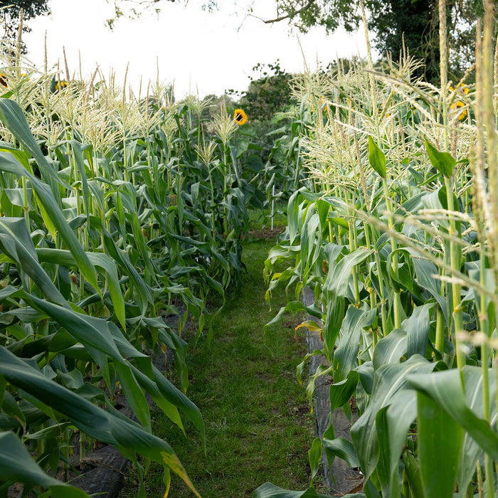 Sweetcorn 'Swift'