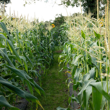 Sweetcorn 'Swift'