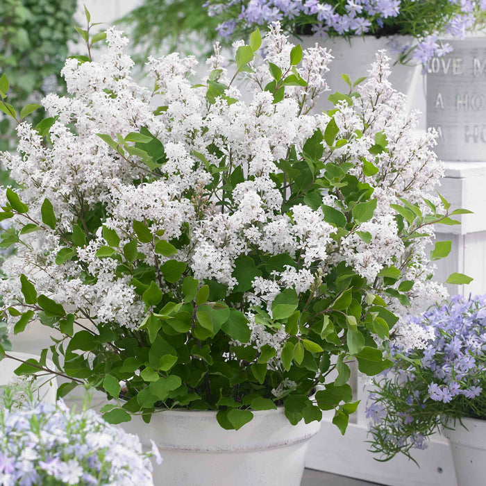 Syringa 'Flowerfesta White'