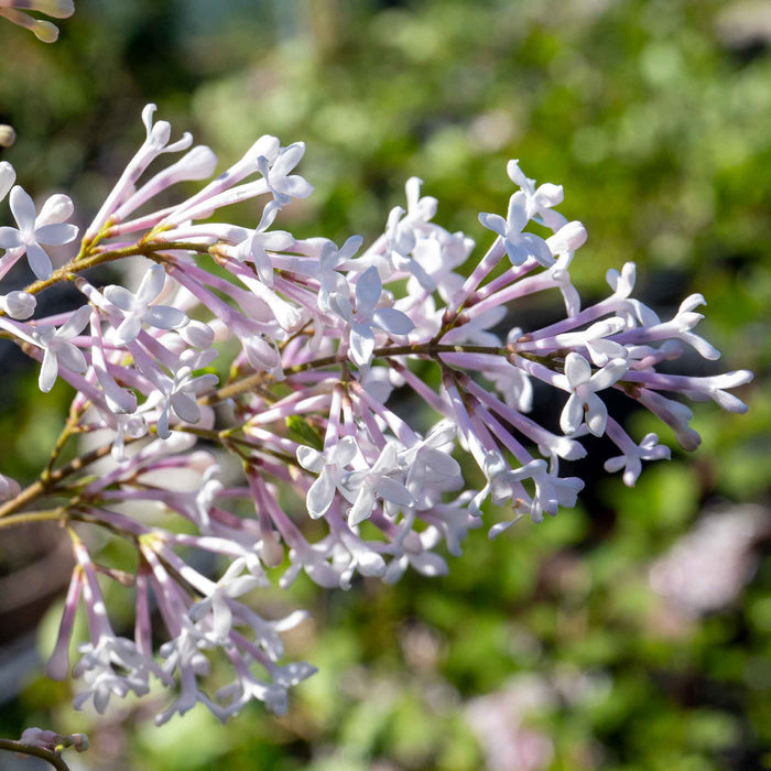 Syringa 'Flowerfesta White'