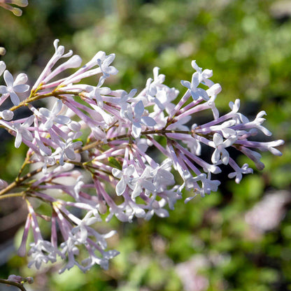 Syringa 'Flowerfesta White'