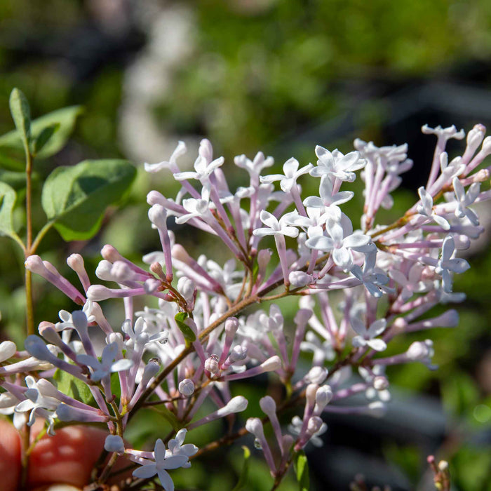 Syringa 'Flowerfesta White'
