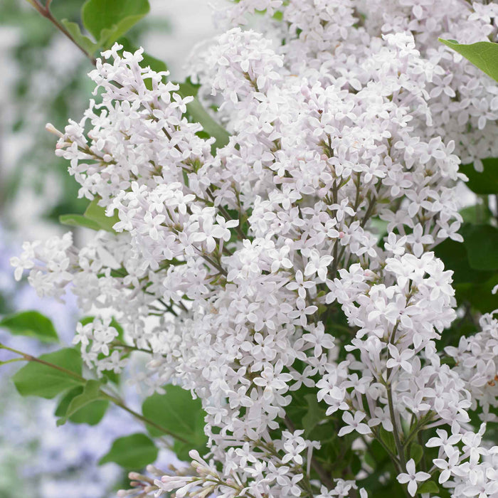 Syringa 'Flowerfesta White'