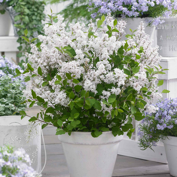 Syringa 'Flowerfesta White'