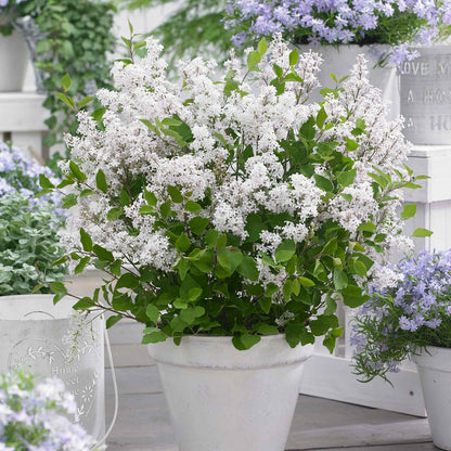 Syringa 'Flowerfesta White'