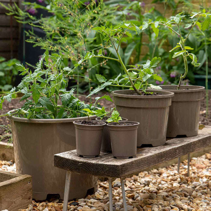Taupe 9cm Pots