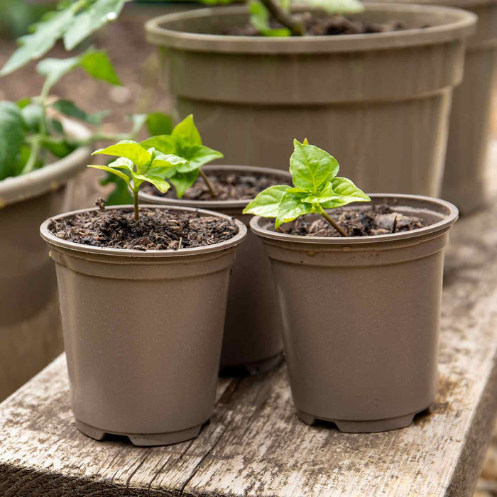 Taupe 9cm Pots