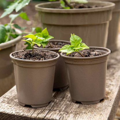 Taupe 9cm Pots
