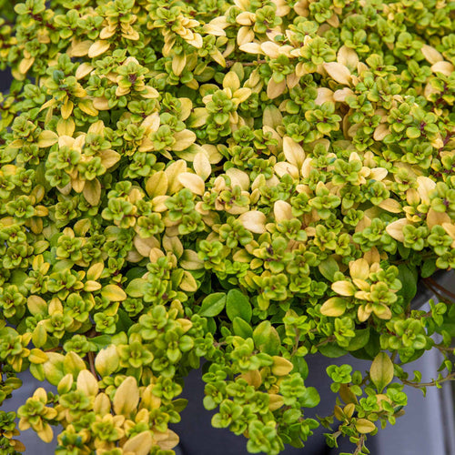 Thyme 'Archers Gold'