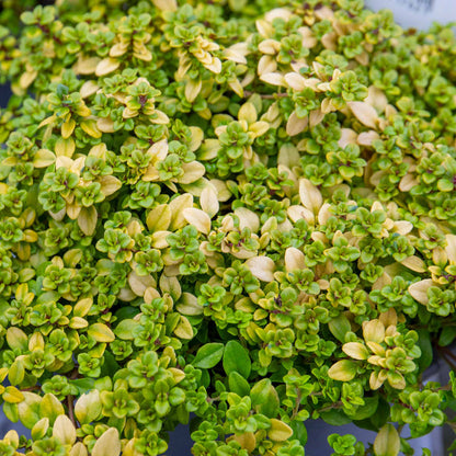 Thyme 'Archers Gold'