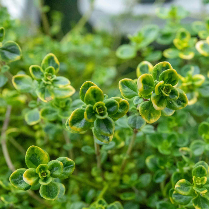Thyme 'Archers Gold'