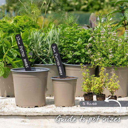 Thyme 'Archers Gold'